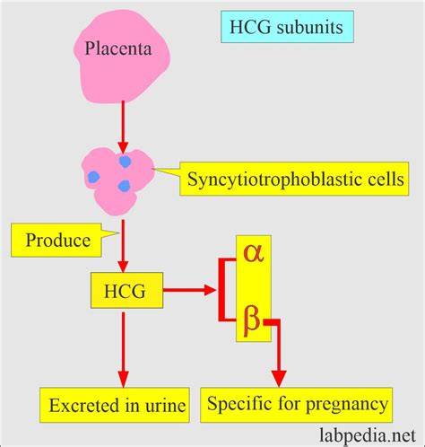 Esquema de la molécula de hCG y su producción tras la implantación