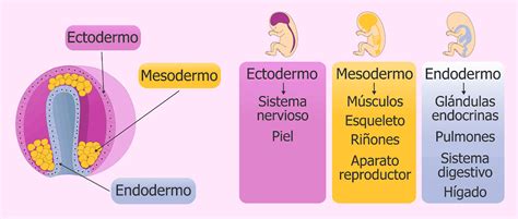 Diagrama de las capas germinales del embrión (ectodermo, mesodermo, endodermo) y las estructuras que se desarrollan de cada una.