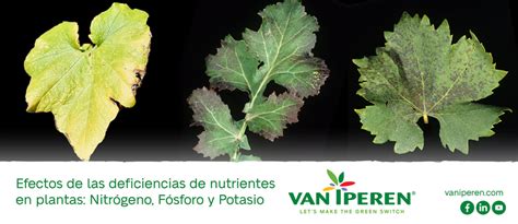fotos de plantas con síntomas de sobrefertilización y deficiencia