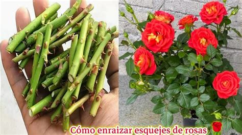 Foto de rosales sanos y florecidos con fertilizante rosa