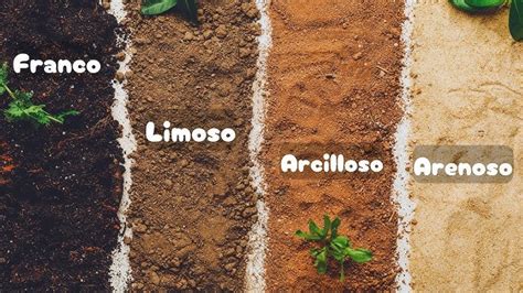Gráfico comparativo de texturas de suelo (arenoso, limoso, arcilloso)