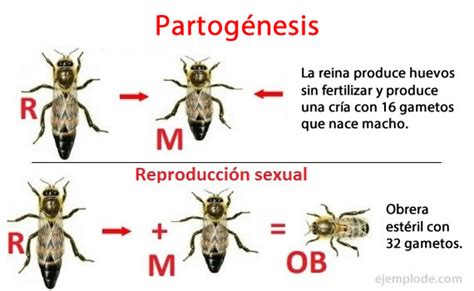 Ilustración de la partenogénesis en insectos