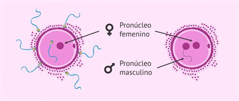 Esquema de la asociación del pronúcleo masculino y femenino