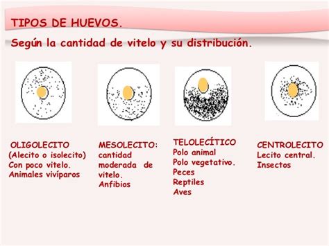 Tipos de huevos según la distribución del vitelo