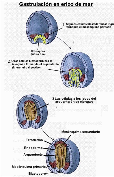 Proceso de gastrulación en erizos de mar