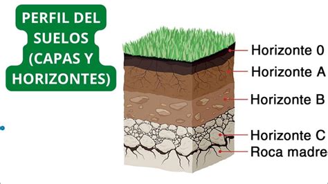 Esquema de un perfil de suelo mostrando la acumulación de sales en la superficie y cerca de las raíces debido al riego y la evaporación.