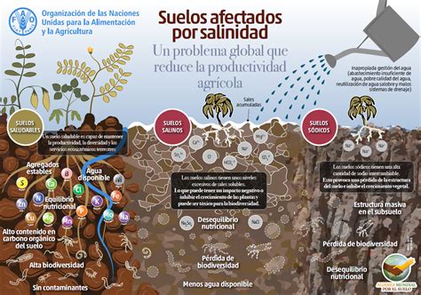 Diagrama comparativo del rendimiento de plantas en ambientes salinos vs. no salinos, mostrando diferencias en crecimiento y salud. También una ilustración de hojas de vid con síntomas de toxicidad iónica por sodio (necrosis en puntas) y por cloro (necrosis en orillas).