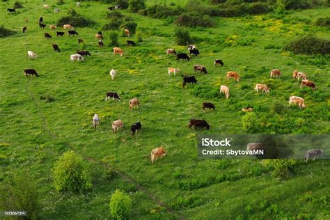 Foto de toros reproductores en un pastizal