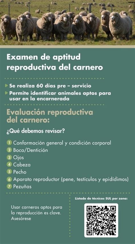 Infografía sobre las fases del examen de aptitud reproductiva de un toro