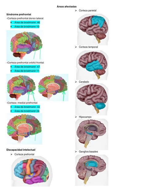 Diagrama que ilustra las áreas cognitivas afectadas por el envejecimiento natural y cómo podrían manifestarse en personas con TEA.
