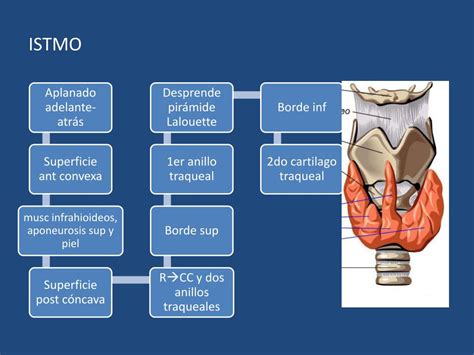 Esquema detallado del istmo cavotricuspídeo y sus relaciones anatómicas