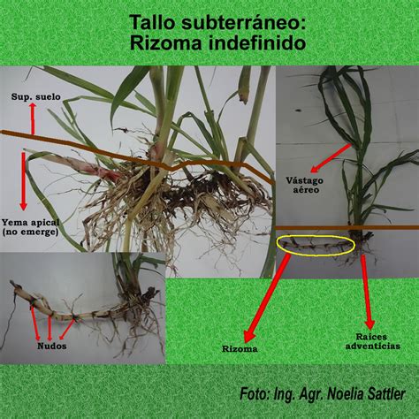 Esquema del rizoma de Arundo donax mostrando su estructura subterránea y raíces fibrosas