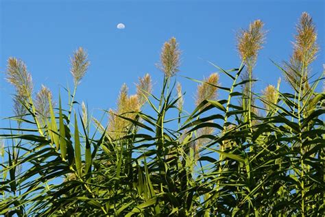 Detalle de las flores plumosas de Arundo donax en panícula