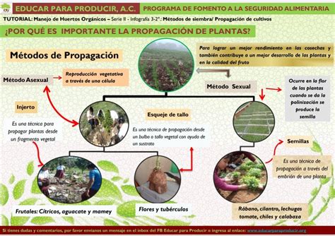 Ilustración de los diferentes métodos de propagación asexual de Arundo donax