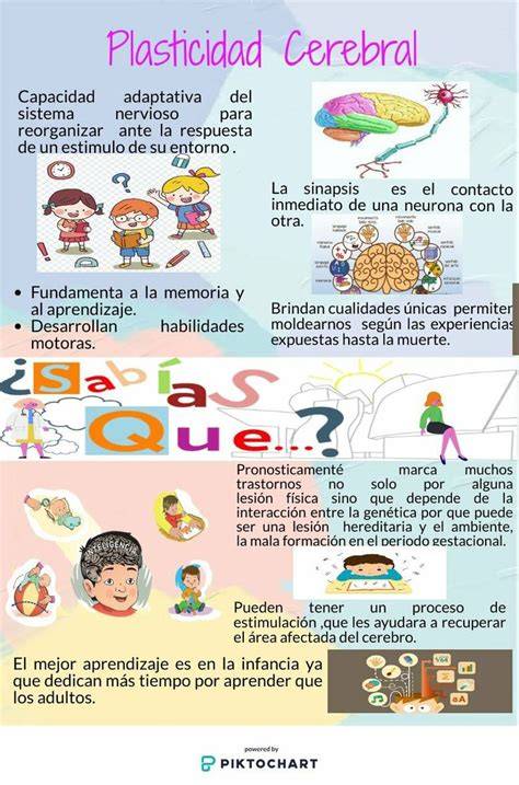 Infografía: desarrollo cerebral en bebés prematuros y periodos de plasticidad