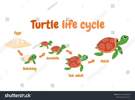 Esquema del ciclo de vida de la tortuga marina verde
