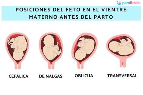 Ilustración de la posición fetal y evaluación de la placenta mediante ecografía en las últimas semanas de embarazo.