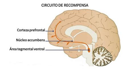 Diagrama del circuito de recompensa en el cerebro, destacando el núcleo accumbens y las vías dopaminérgicas.