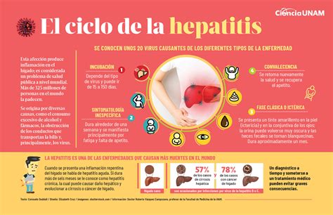 Esquema del ciclo de transmisión del Virus de la Hepatitis E