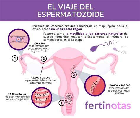 Infografía detallando el recorrido del espermatozoide desde los testículos hasta el óvulo, destacando los obstáculos.