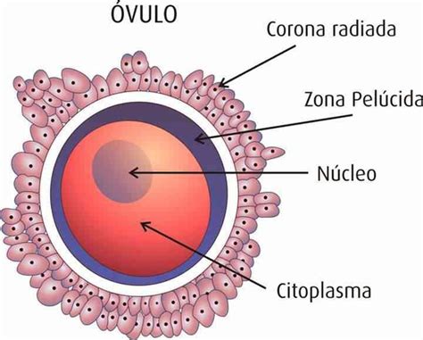 Ilustración del óvulo con sus capas protectoras (corona radiada y zona pelúcida) claramente identificadas.