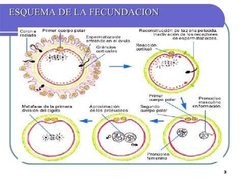 Esquema visual de las etapas de la fecundación, mostrando la penetración del espermatozoide a través de la corona radiada y la zona pelúcida.