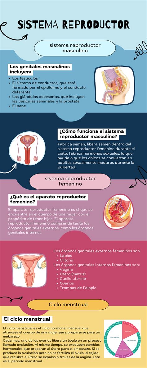 Esquema médico sobre los riesgos físicos asociados a las distintas etapas del sistema reproductor femenino.