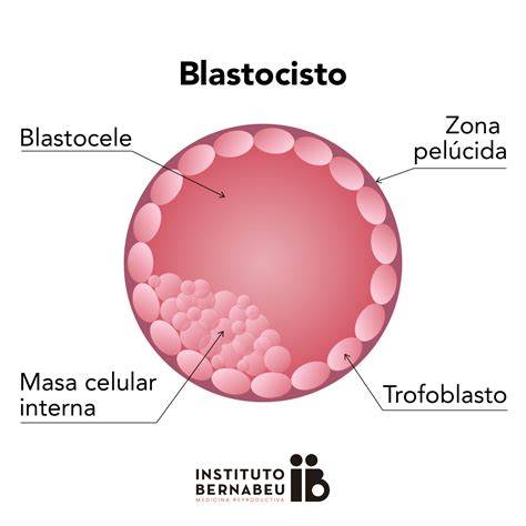 Diagrama de un blastocisto con sus estructuras principales: masa celular interna, trofoectodermo y blastocele