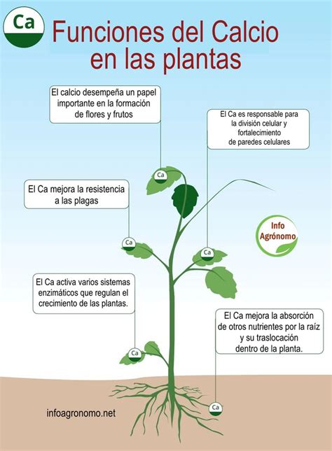 Infografía sobre las funciones del calcio y azufre en el ciclo de vida de la planta