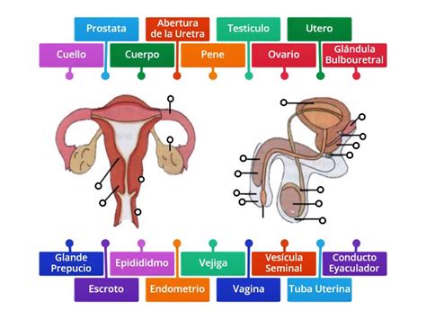 Esquema anatómico del aparato reproductor femenino y masculino en mamíferos