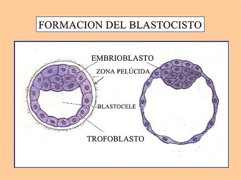 Esquema de la formación del blastocisto y diferenciación del trofoblasto