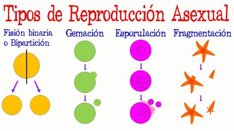 Esquema de las formas de reproducción asexual: gemación en Hydra y fragmentación en estrella de mar o planaria.