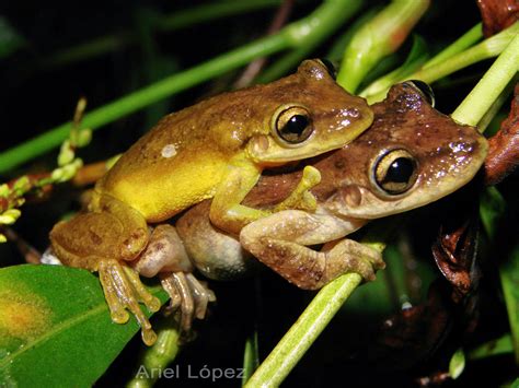 Imagen de Amplexus (abrazo dorsal del macho a la hembra) en anfibios durante el desove.