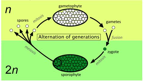 Esquema detallado que muestra la alternancia de generaciones del alga Nori: desde el talo laminar (gametofito) hasta la fase filamentosa (Conchocelis) en conchas.
