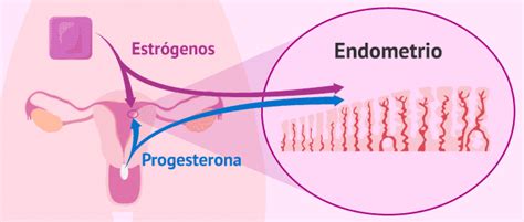 Esquema del útero y endometrio, ilustrando la preparación para la implantación