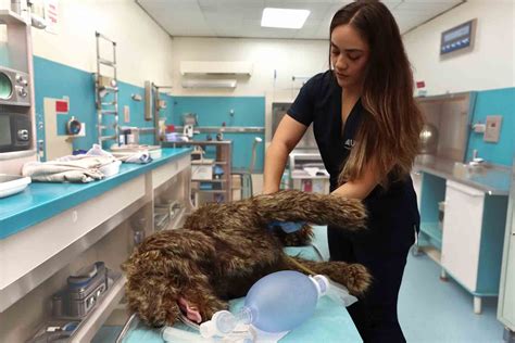 Fotografía de un veterinario especializado realizando cuidados asistidos a una cría de primate.