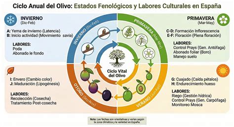 Esquema del ciclo anual de abonado del olivo: desde la post-recolección hasta la maduración del fruto