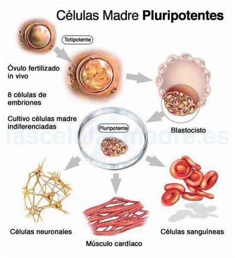 Infografía comparativa: aplicaciones de las células madre pluripotentes en la medicina regenerativa y el desarrollo de fármacos.
