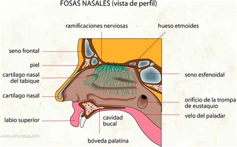 Ilustración anatómica que muestra la ubicación de las narinas (fosas nasales) en un agaporni y la vía respiratoria