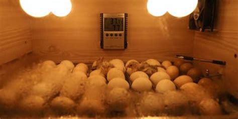 Huevos de camaleón en incubadora, algunos blancos y llenos, otros ligeramente abollados