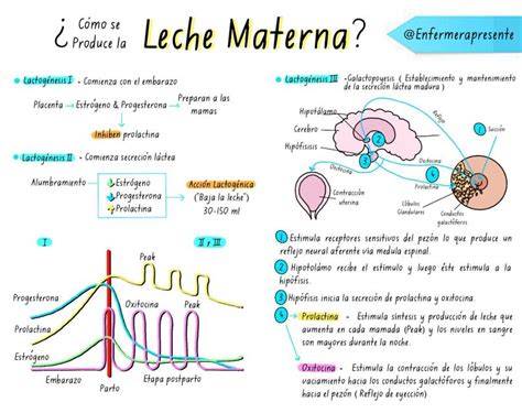 Esquema de la fisiología de la lactancia materna, mostrando la liberación de prolactina y oxitocina y sus efectos en la producción y eyección de leche.