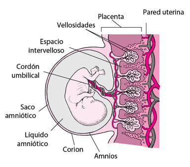Esquema anatómico mostrando la placenta conectada al feto y la pared uterina
