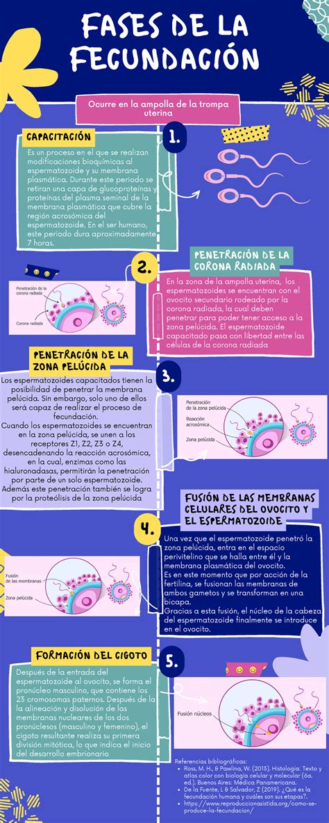 Infografía comparando la fecundación natural en la trompa de Falopio con la fecundación in vitro en laboratorio.