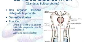 Esquema anatómico mostrando las glándulas de Cowper y el trayecto de la uretra masculina