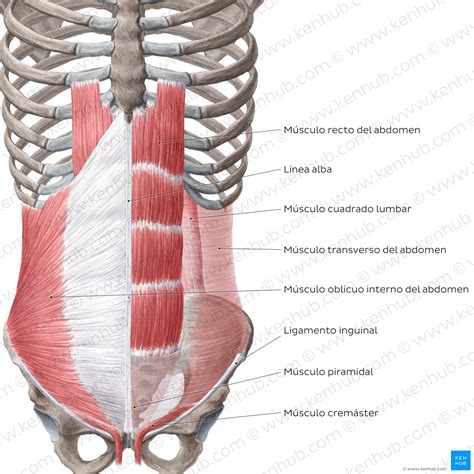 Esquema anatómico que ilustra la separación de los músculos rectos del abdomen y la pérdida de tensión en la línea alba.