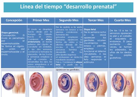 Esquema cronológico del desarrollo desde la concepción hasta el nacimiento