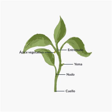 Esquema ilustrativo que muestra cómo un fragmento de tallo o hoja desarrolla raíces y se convierte en una nueva planta independiente.