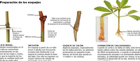 Infografía comparativa: Tipos de esquejes (tallo, hoja y raíz) y sus puntos de corte recomendados debajo de los nodos.