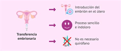Esquema explicativo del proceso de transferencia de embriones: desde la descongelación en el laboratorio hasta la implantación en el útero.