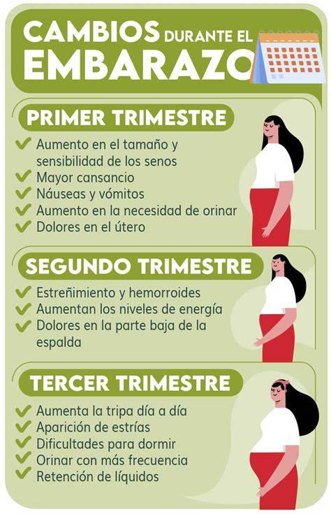 Esquema informativo sobre los pasos a seguir durante el tercer trimestre y el proceso de parto.